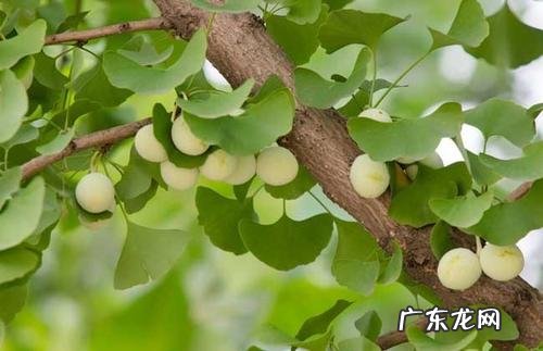 银杏树生命力顽强吗 【抖音文案】银杏树的生命力很顽强的句子