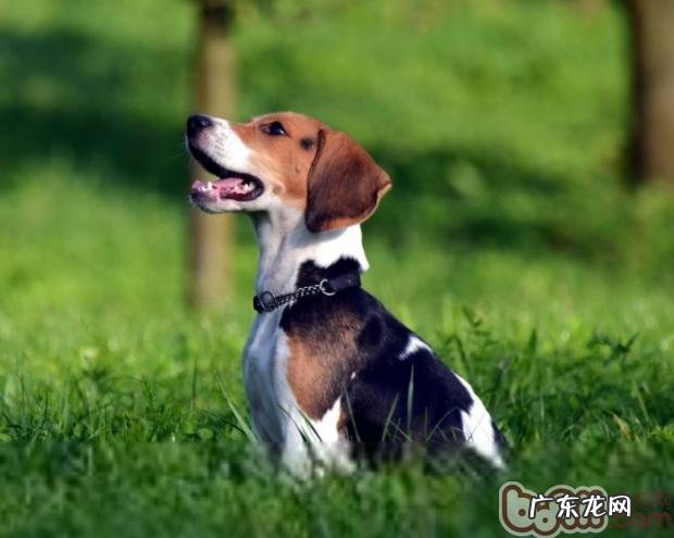 何时刚开始给比熊犬接种疫苗