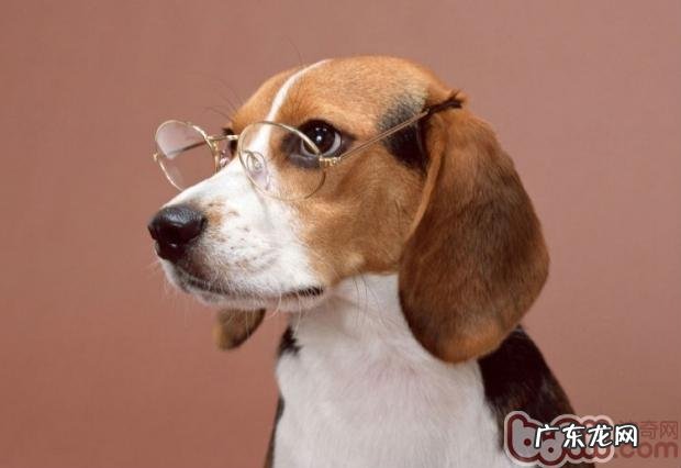 比熊犬的断奶期怎样饲养