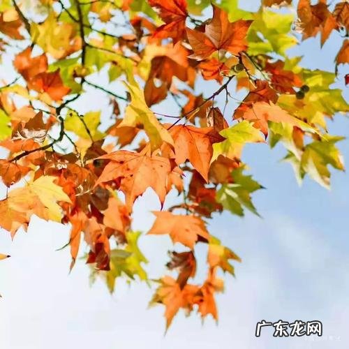 描写秋去冬来的优美句子 【抖音文案】关于秋去冬来的优美赞美句子