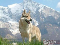 初奶对幼狗的必要性