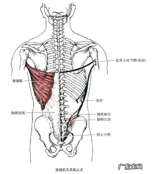 如何标准地完成杠铃划船和单臂哑铃划船？
