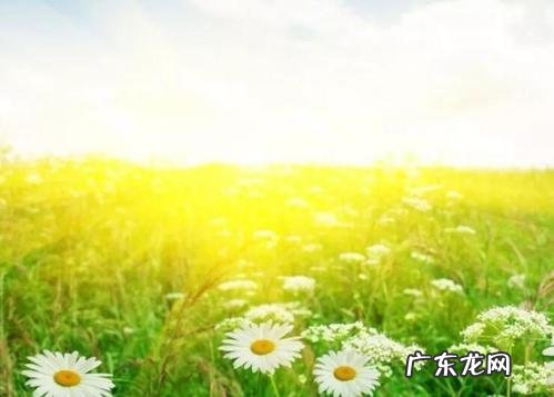 描写夏天的优美句子摘抄10字左右 【抖音文案】关于夏天优美的句子摘抄