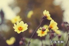 表示美好开始的句子 【抖音文案】11月美好的开始句子