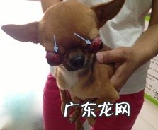 有关狗狗眼球滑脱的病例分析
