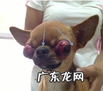 有关狗狗眼球滑脱的病例分析
