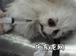 有关狗狗眼球滑脱的病例分析