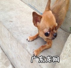 有关狗狗眼球滑脱的病例分析