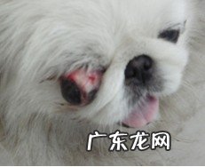有关狗狗眼球滑脱的病例分析