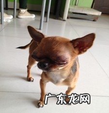 有关狗狗眼球滑脱的病例分析