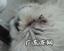 有关狗狗眼球滑脱的病例分析