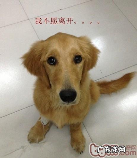 一例犬肠胃脏东西造成 身亡的病例分析