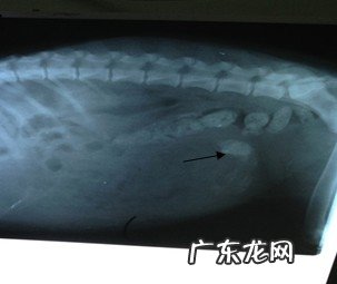 一例犬肠胃脏东西造成 身亡的病例分析