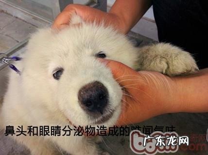 导致小狗有感受的4大缘故