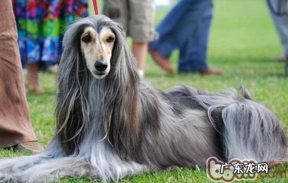 阿富汗犬发情期护理知识