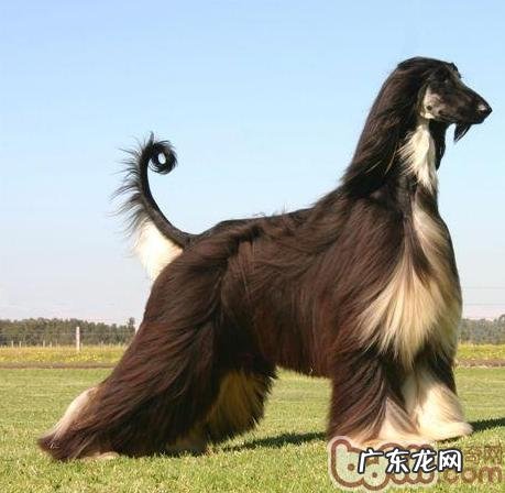 防止阿富汗犬一些常见病