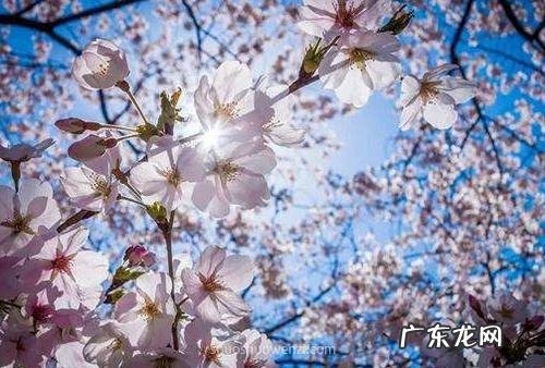 初冬暖阳唯美的句子 【抖音文案】迎接初冬的唯美句子