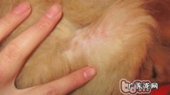 宠物狗普遍的皮肤疾病有什么