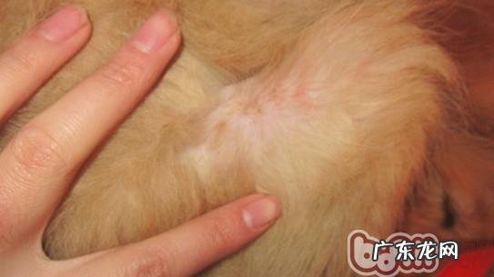 宠物狗普遍的皮肤疾病有什么