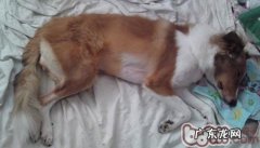 犬得病情况下的简易保养详细介绍