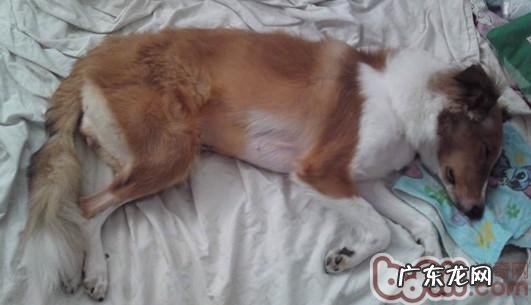 犬得病情况下的简易保养详细介绍