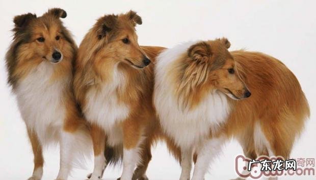 喜乐蒂绝育手术前后左右区别主要表现