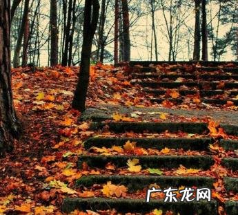 描写春天的银杏树的优美句子 【抖音文案】描写银杏树的优美句子100字