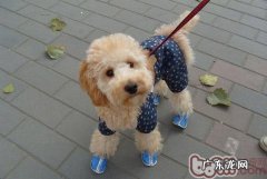 小狗怎么会喜爱挠脸