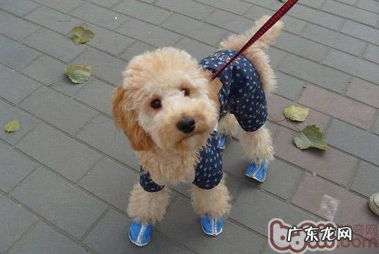 小狗怎么会喜爱挠脸