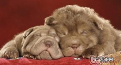 沙皮狗发情期的主要表现预兆