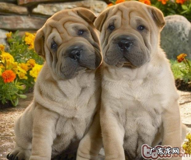 沙皮狗反胃要怎样解决