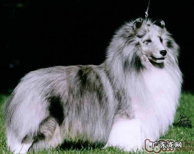 喜乐蒂的身上有木有感受