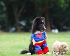 喜乐蒂发情期常见问题