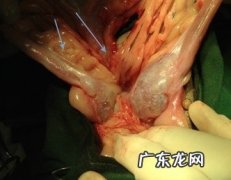 母狗泌尿系统常病发概述