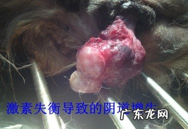 母狗泌尿系统常病发概述