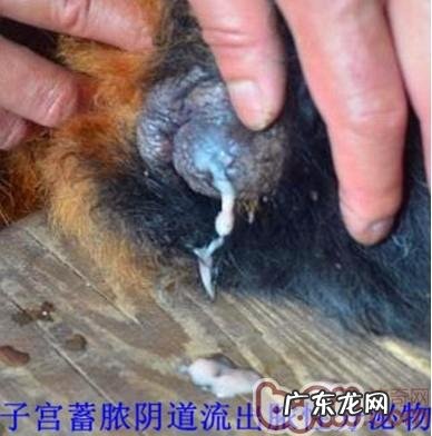 母狗泌尿系统常病发概述