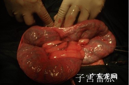 母狗泌尿系统常病发概述