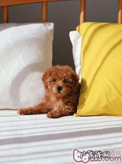 小狗健身运动时咳嗽的原因