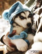 小狗做除虫预苗后的反映病症