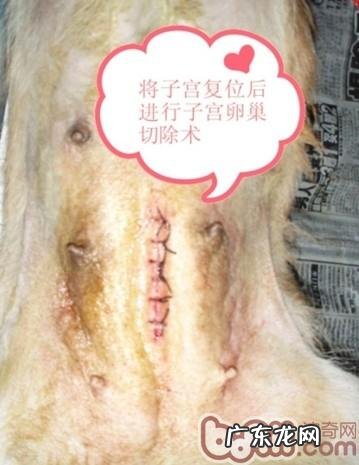 一例典型性犬子宫脱出病案的分析