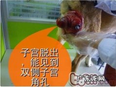 一例典型性犬子宫脱出病案的分析