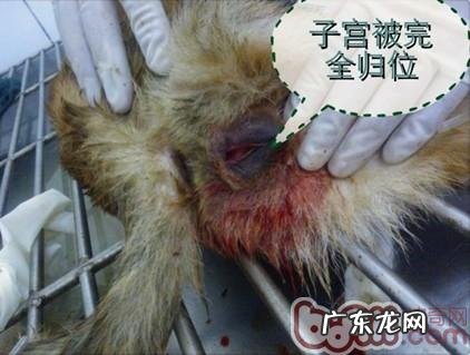 一例典型性犬子宫脱出病案的分析