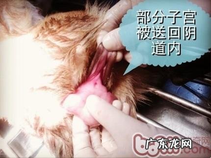 一例典型性犬子宫脱出病案的分析