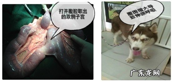 犬比较严重子宫蓄脓造成 全身上下衰退并身亡的病案