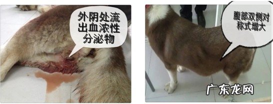 犬比较严重子宫蓄脓造成 全身上下衰退并身亡的病案