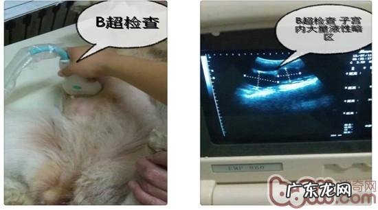 犬比较严重子宫蓄脓造成 全身上下衰退并身亡的病案