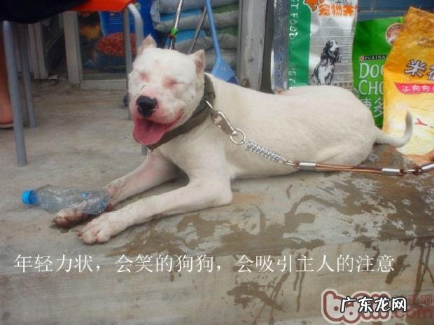 有关小狗的老年痴呆的病症