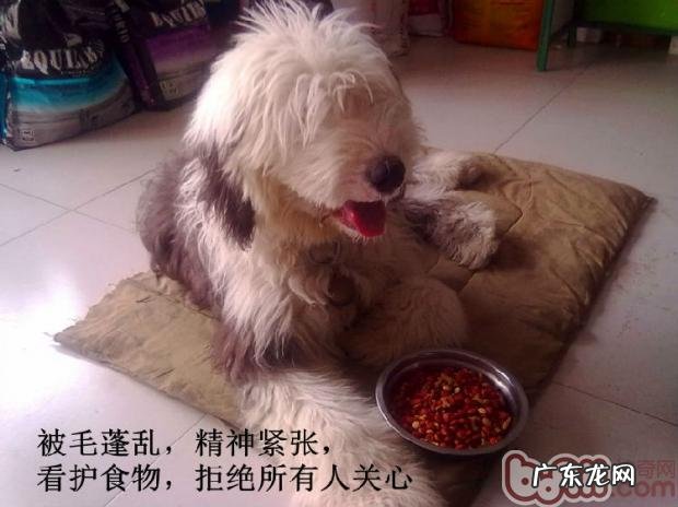 有关小狗的老年痴呆的病症