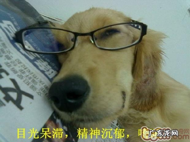 有关小狗的老年痴呆的病症