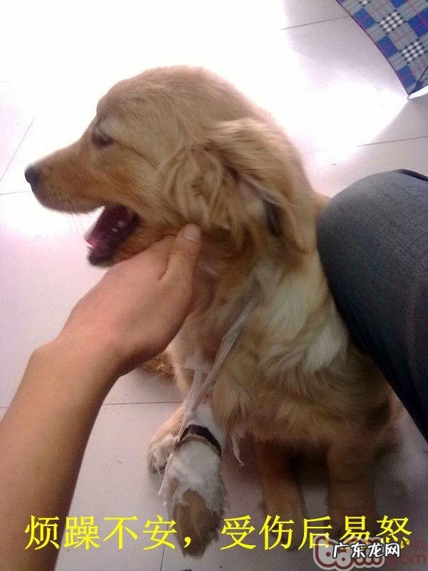 有关小狗的老年痴呆的病症